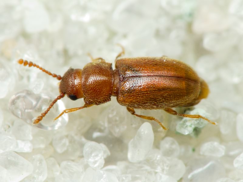 Cryptophagidae Kirby, 1837